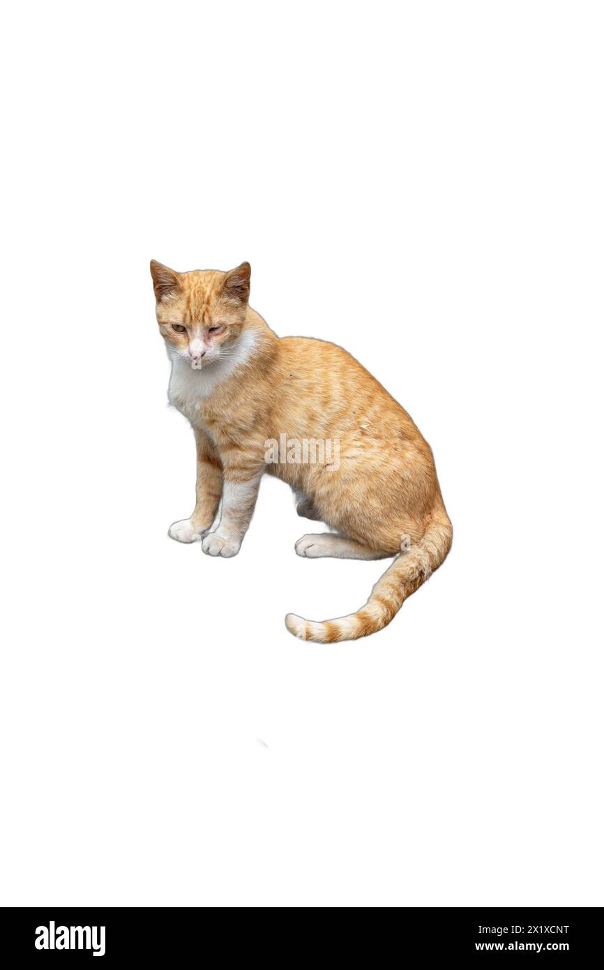 Eine orangene Katze mit einem halbblinden Auge, isoliert auf einem transparenten Hintergrund. Perfekt für Tierschutzkampagnen, Werbeaktionen zur Adoption von Haustieren und Tierärzte Stockfoto