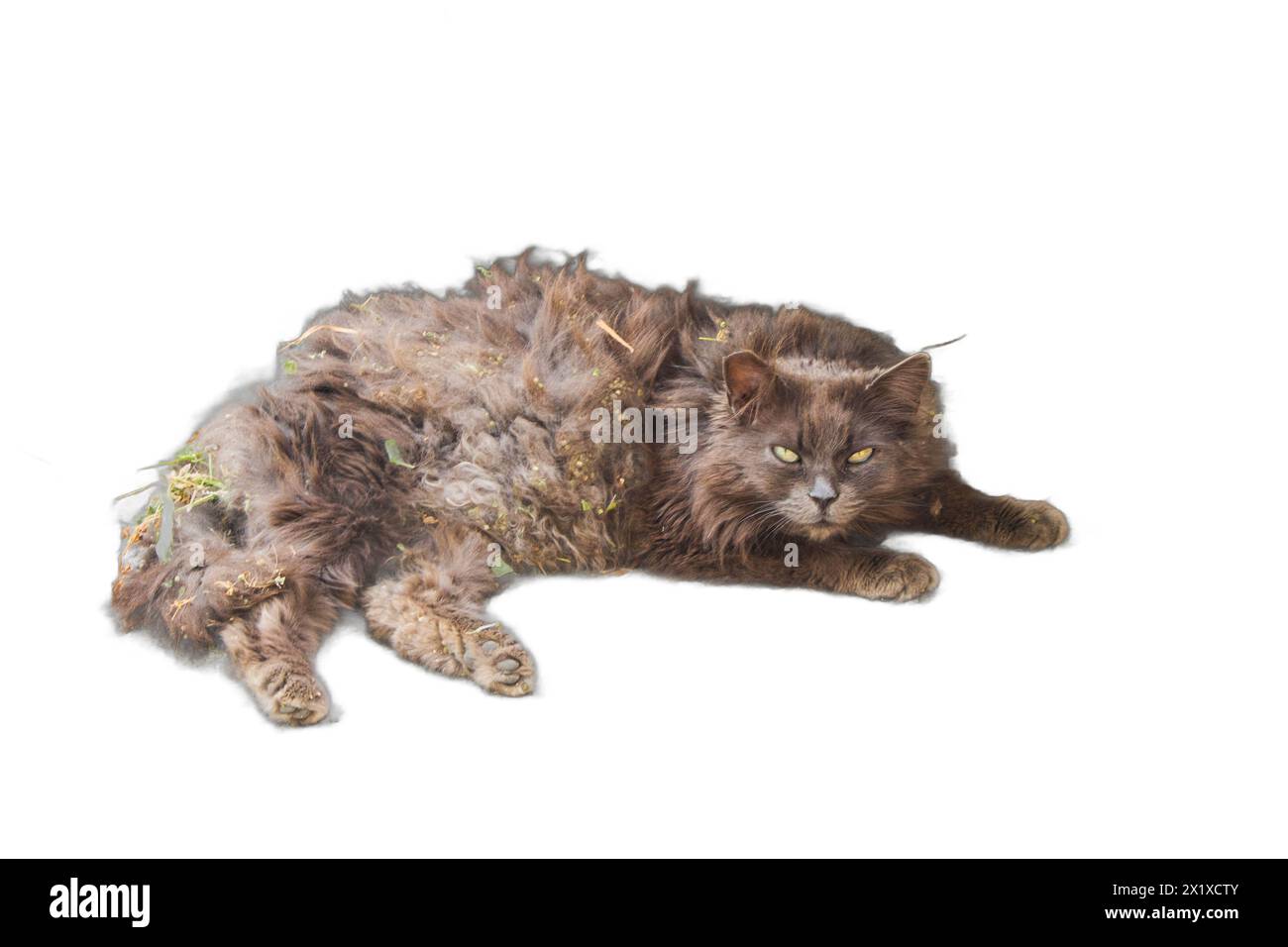 Ein isoliertes Bild einer Katze, die mit Schmutz bedeckt und mit Knoten verfilzt ist. Ideal für Tierrettungskampagnen, Haustierpflegedienste, an Stockfoto