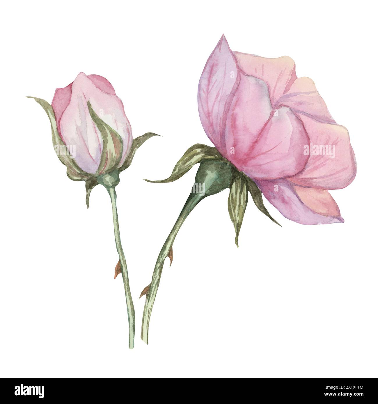 Hunderose, rosa Canina Aquarellblume Clipart. Rosafarbene Blume aus wilder Rose. Botanische Hand gezeichnete Briar-Illustration für Design, Druck, Schönheit, Kosmetik, Parfüm, Etiketten, Aufkleber, Einladungen Stockfoto