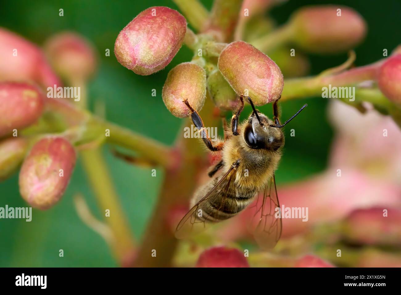 Biene mit rotem Pollen am Bein an den Knospen einer roten Rosskastanie Stockfoto