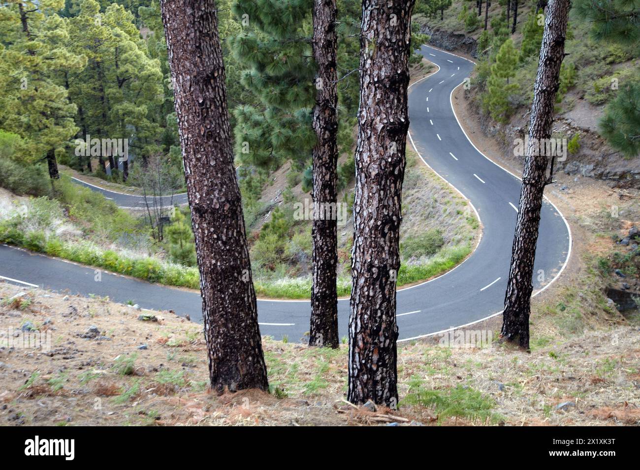 Pinus Canariensis, Kurven Straße Aufstieg zum Nationalpark Caldera de Taburiente, La Palma, Kanarische Inseln, Spanien. Stockfoto