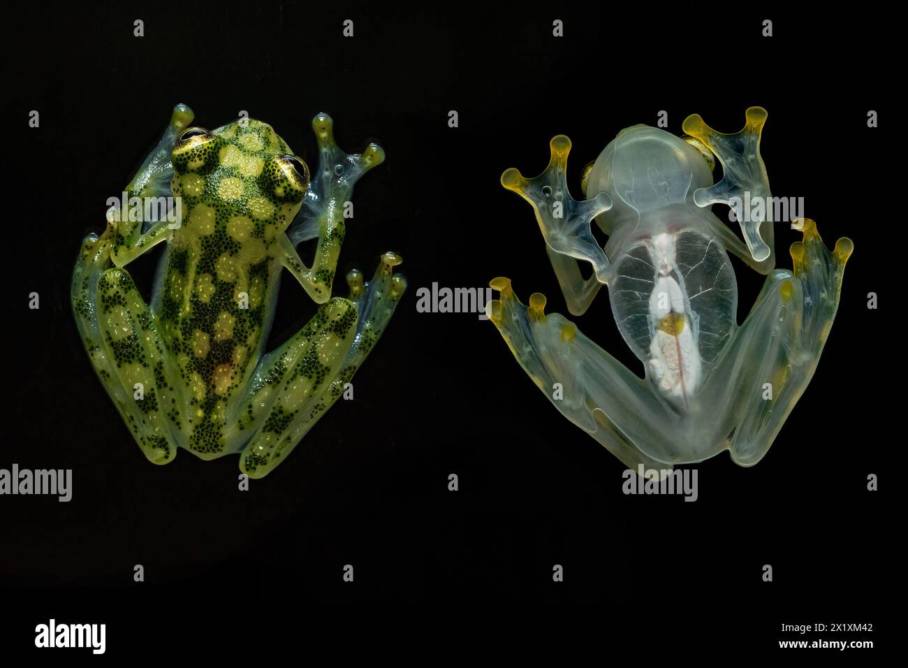 Hyalinobatrachium valerioi, auch bekannt als La Palma Glasfrosch, ist eine Froschart aus der Familie der Centrolenidae. Es befindet sich im Zentrum von Costa Stockfoto