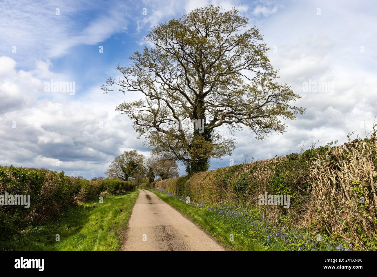 Wendover, Großbritannien. April 2024. Blauglocken säumen eine Landstraße in den Chilterns. Quelle: Mark Kerrison/Alamy Live News Stockfoto