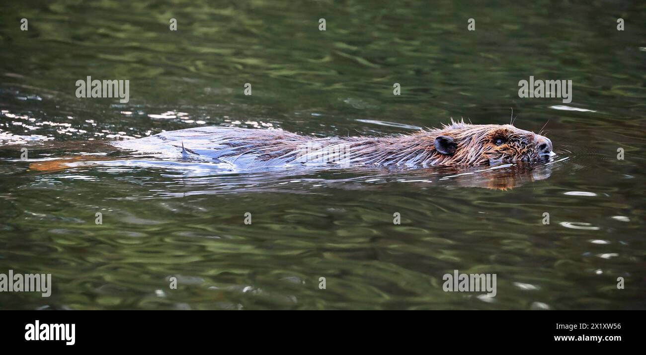Ein Nahaufnahme-Porträt eines nordamerikanischen Bibers, der auf dem See schwimmt Stockfoto
