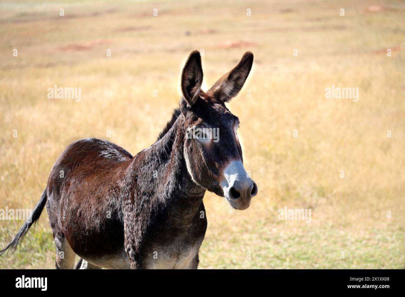 Ein brauner, wilder Burro, der auf einem Feld posiert. Custer State Park, South Dakota. Stockfoto