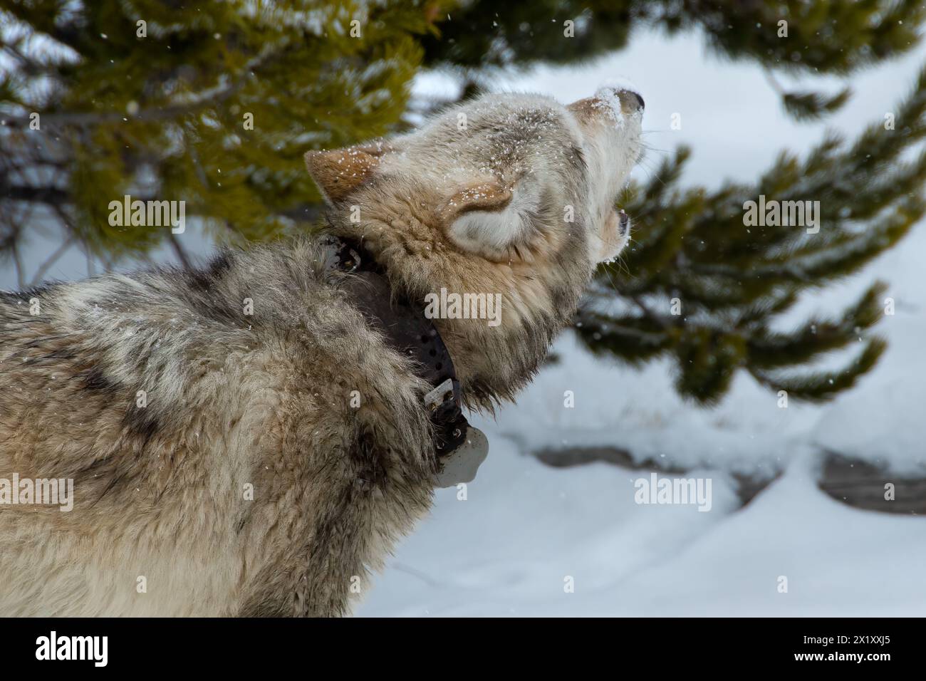 Wolf heult im Schnee im Yellowstone-Nationalpark. Stockfoto