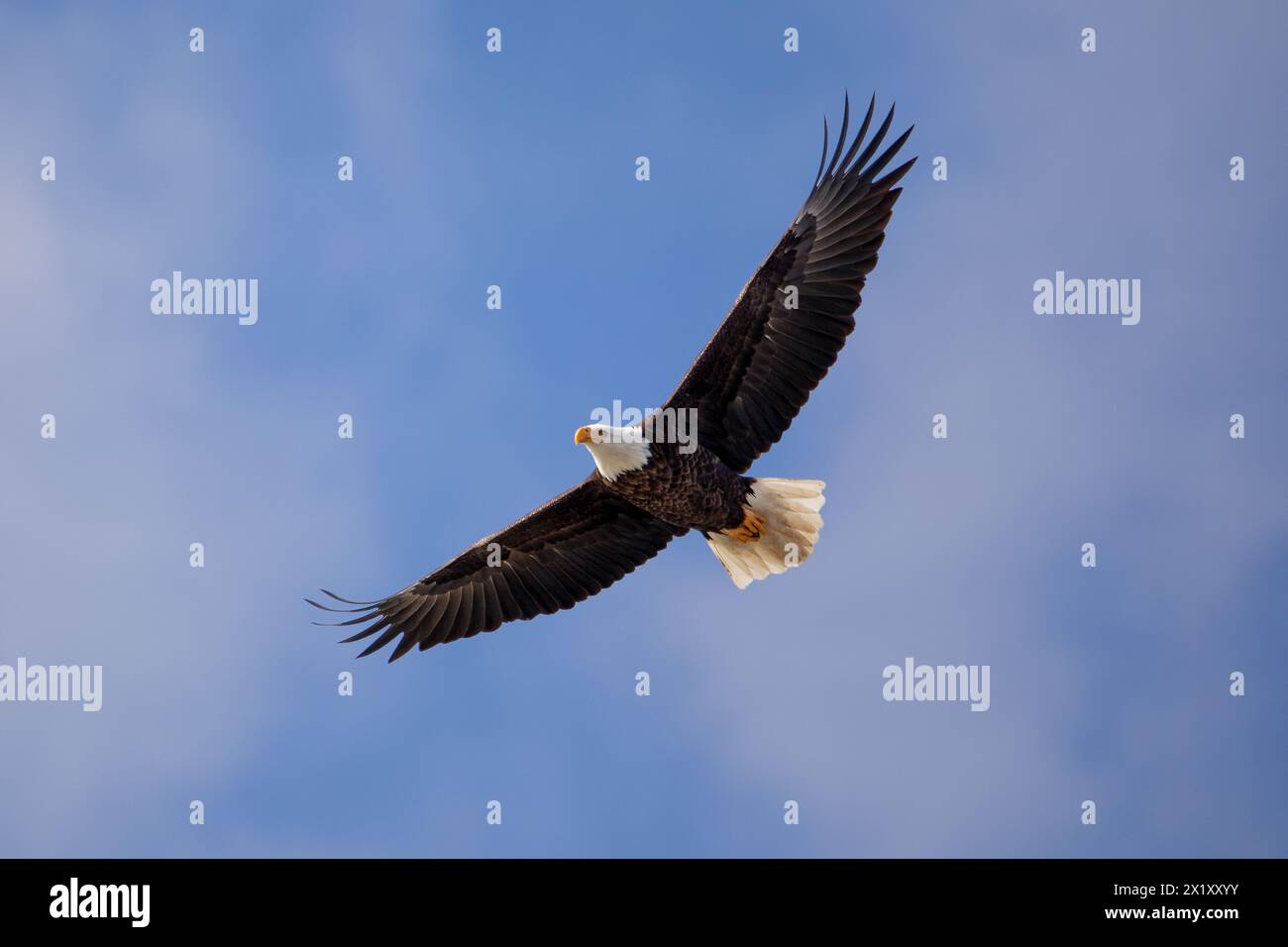 Adler, der in einem bewölkten Himmel hoch über dem Himmel schwingt Stockfoto