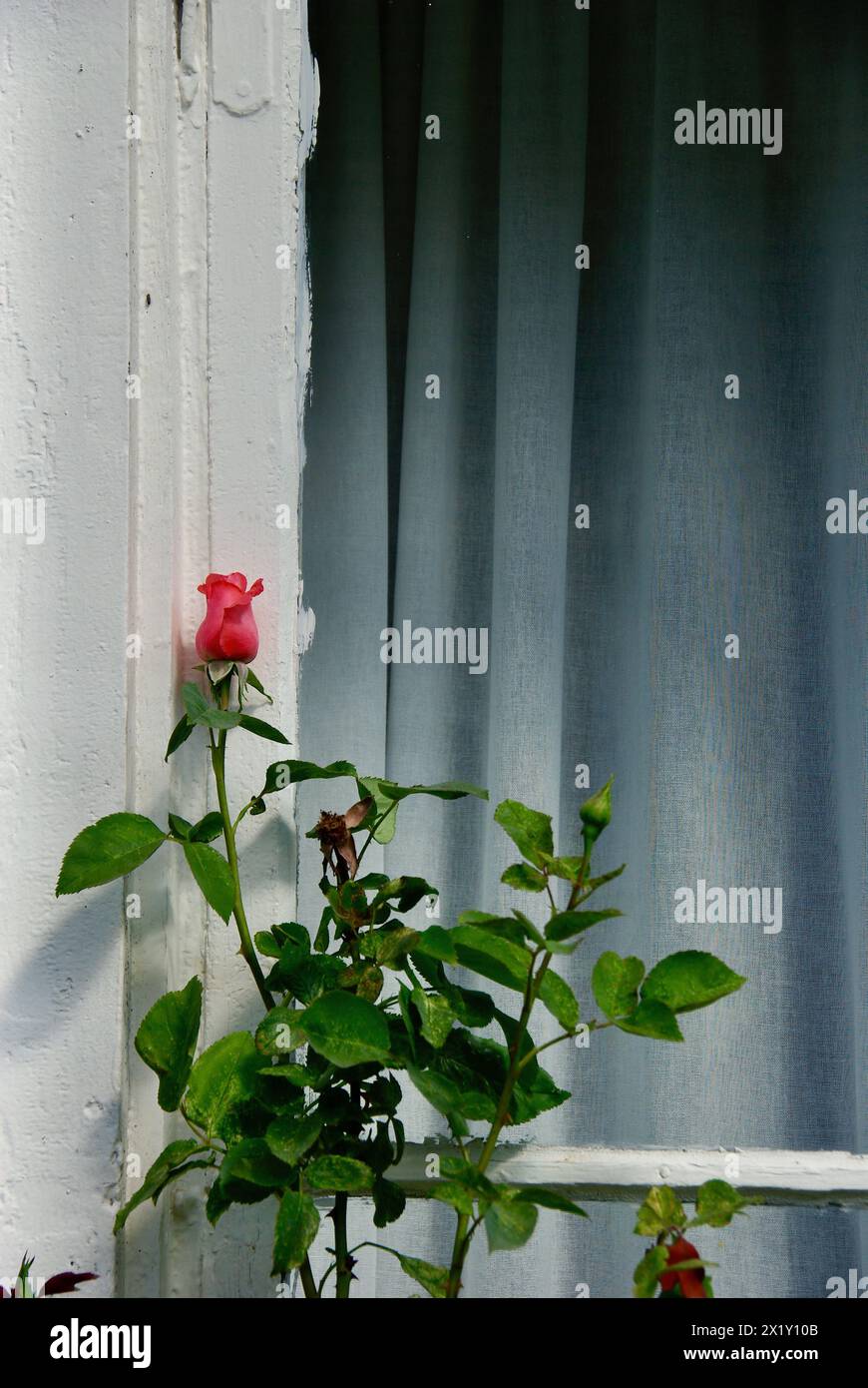 Eine Rosenpflanze mit roten Blütenknospen und grünen Blättern wächst vor einem Fenster mit weißen Rahmen auf. Stockfoto