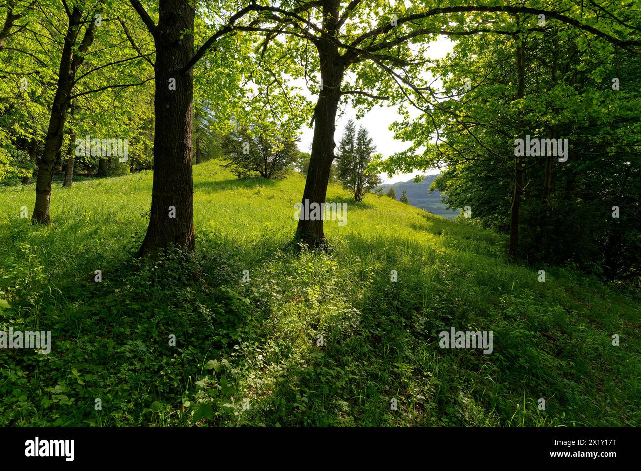 Halbtrockenes Grünland Neuenberg in Ibengarten bei Glattbach, Biosphärenreservat Rhön, Gemeinde Dermbach, Wartburgkreis, Thüringen, Deutschland Stockfoto