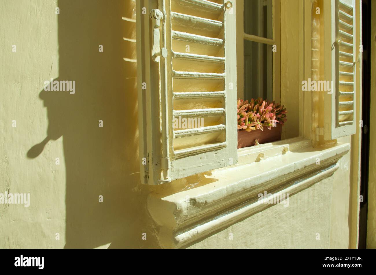 Blassgelbe Jalousie-Fensterläden mit ihrem Schatten an der Wand und einem Fensterkasten aus Terrakotta mit saftigen Pflanzen. Stockfoto