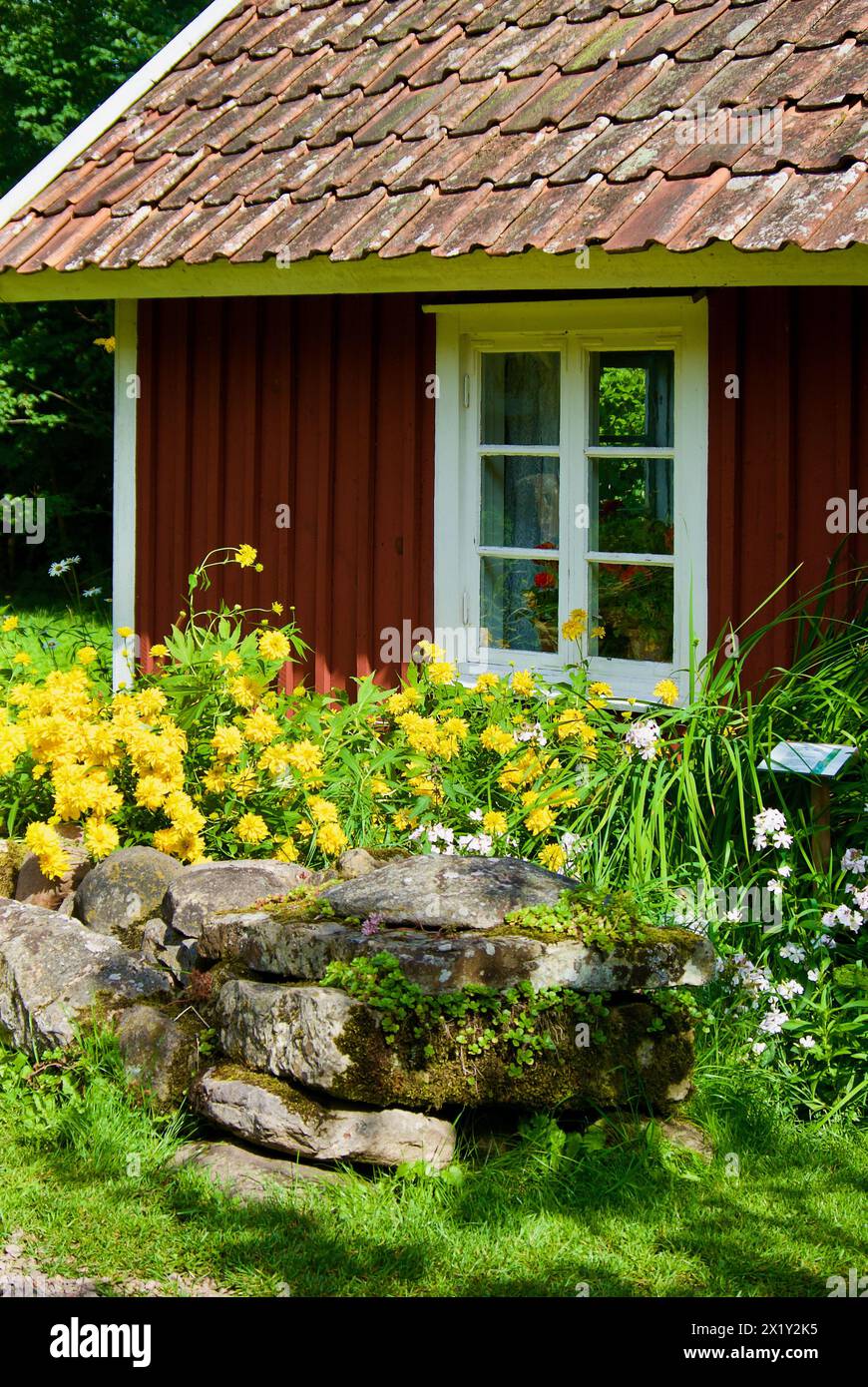 Altes schwedisches rotes Holzhaus mit weißen Fensterrahmen und einer Steinmauer vor blühenden gelben Sommerblumen. Stockfoto