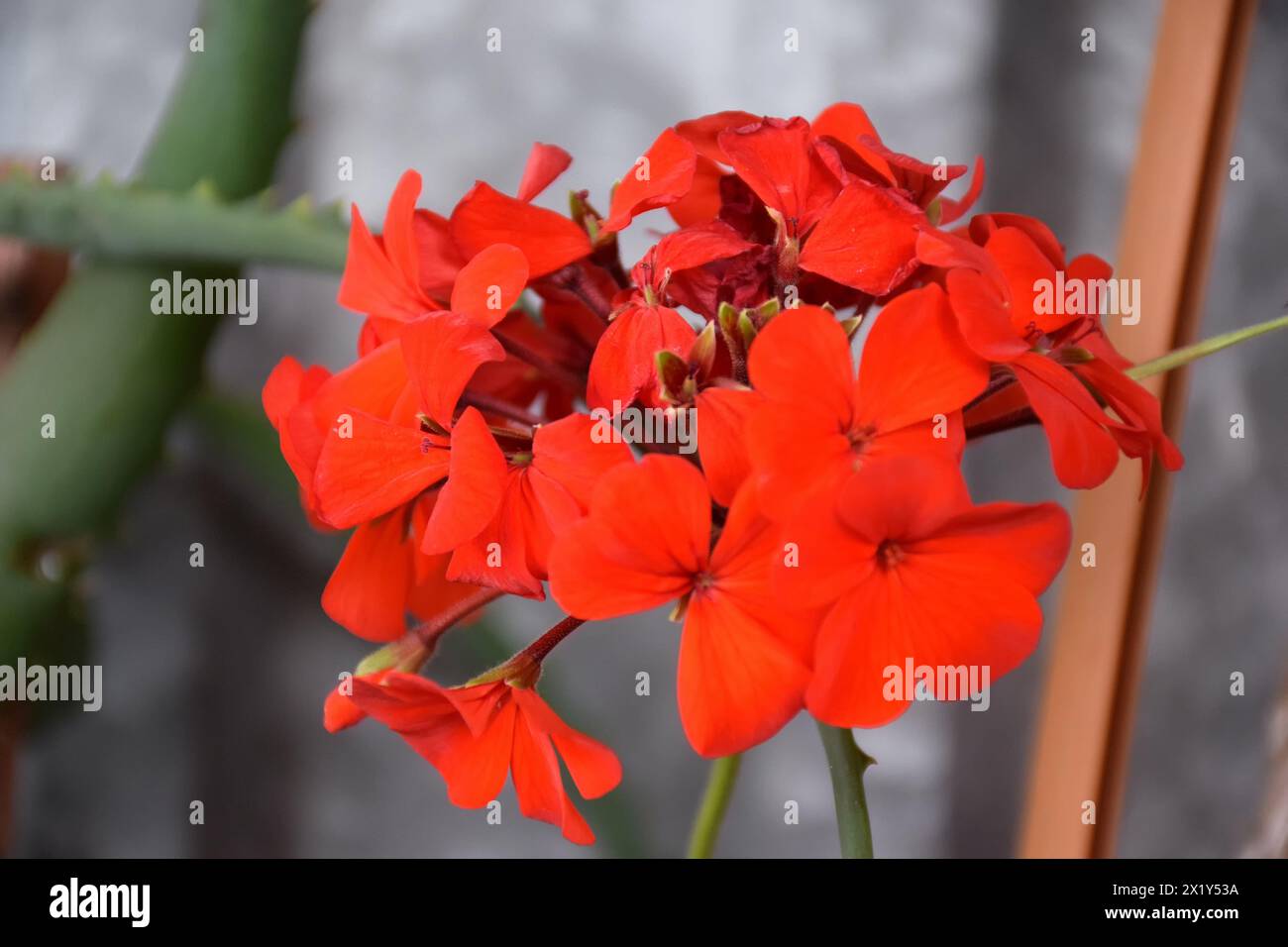 Rote Pfingstrosenblüte, Nahaufnahme mit selektivem Fokus und dunklem, verschwommenem Hintergrund. Dezent schönes blühendes Pfingstrosenbild zur Dekoration. Einfache üppige Pfingstrose Stockfoto