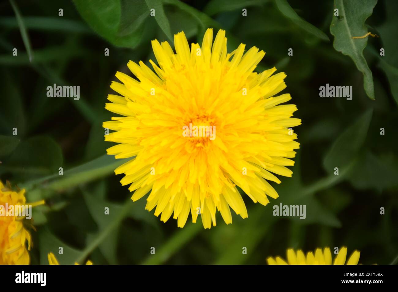 Nahaufnahme der Blüten blühen Löwenzahn Taraxacum Officinale im Garten auf Frühling. Detail der hellen gemeinsamen Löwenzahn in Wiese am springtim Stockfoto