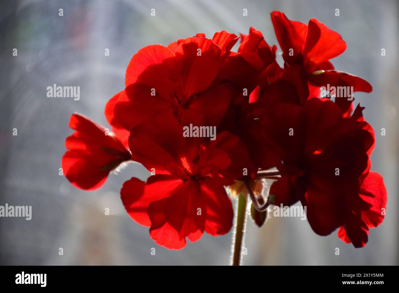 Rote Pfingstrosenblüte, Nahaufnahme mit selektivem Fokus und dunklem, verschwommenem Hintergrund. Dezent schönes blühendes Pfingstrosenbild zur Dekoration. Einfache üppige Pfingstrose Stockfoto