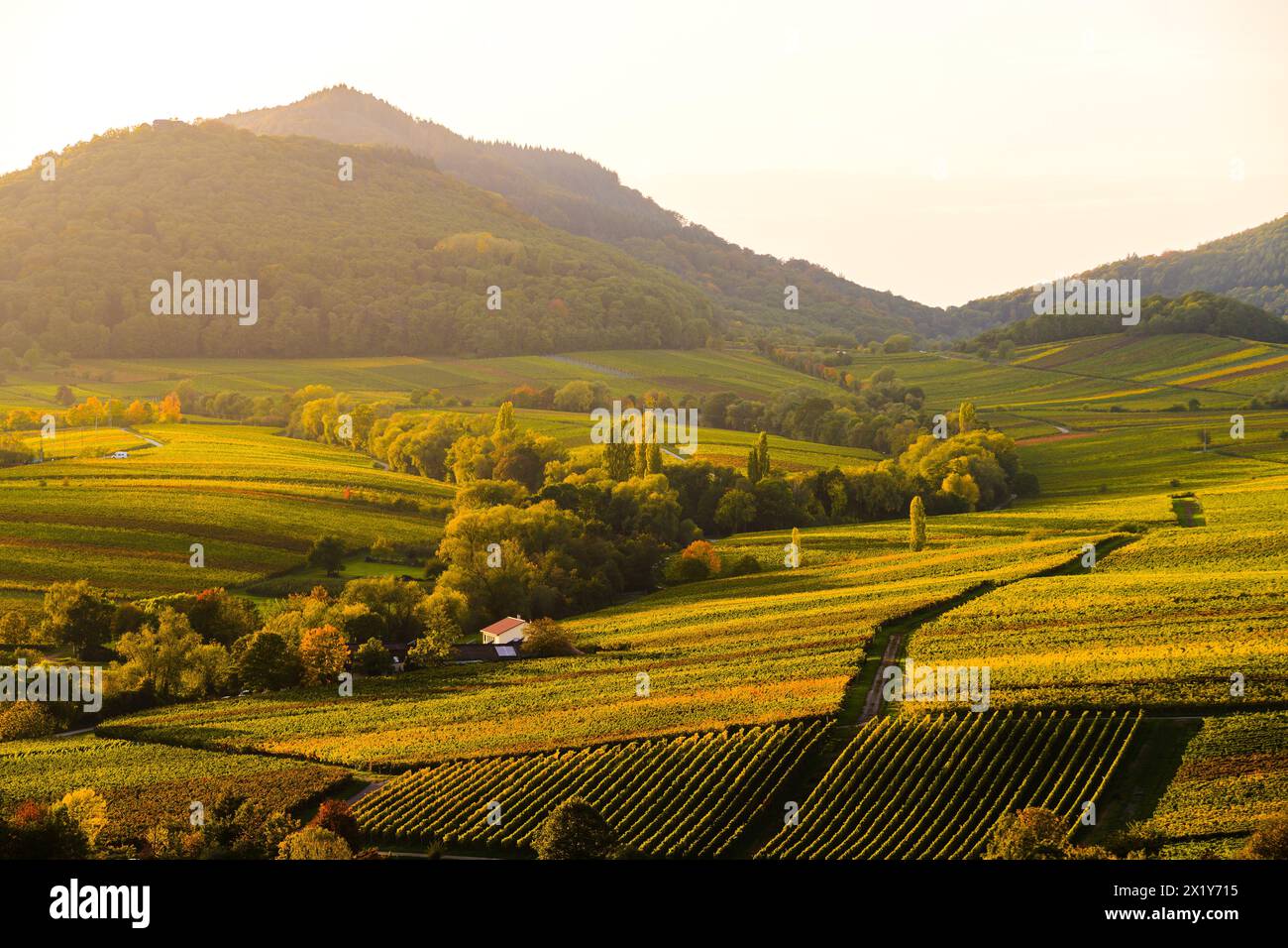 Goldene Stunde auf der Kleinen Kalmit, Pfälzerwald, Rheinland-Pfalz, Deutschland Stockfoto