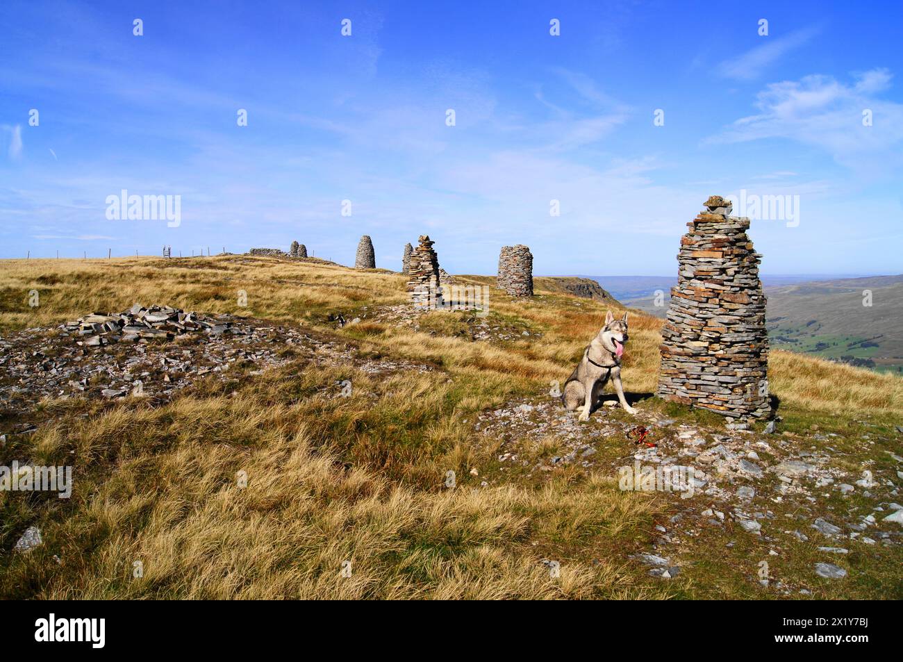 Tamaskan Wolfdog von Stone Men oder Cairns auf dem NAB of Wild Boar Fell im Yorkshire Dales National Park, Großbritannien Stockfoto