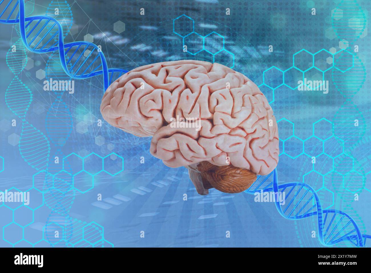 Modell des menschlichen Gehirns, das Konzept der medizinischen Gesundheit, intellektuelle Fähigkeiten, die Untersuchung der Aktivität der Großhirnrinde, Psyche und consc Stockfoto