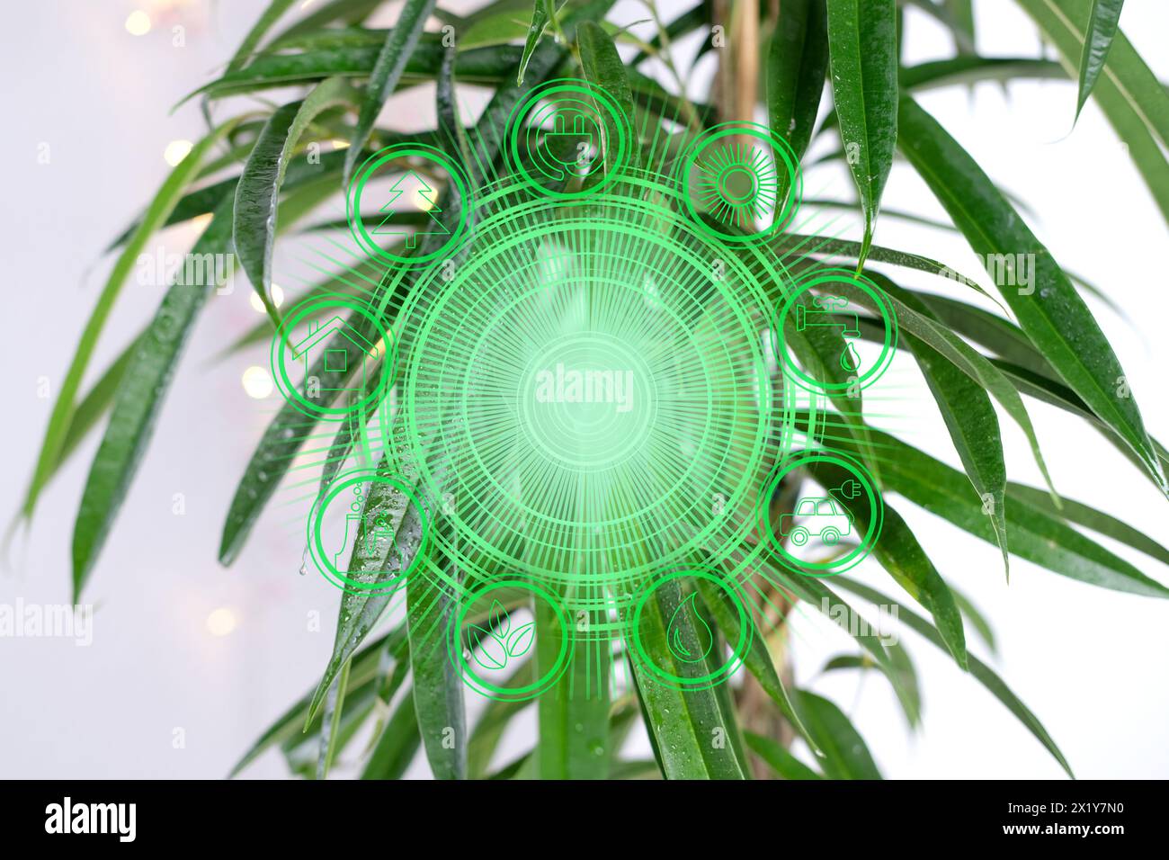 Ficus Alii, binnendijkii, grüne Blätter in Nahaufnahme auf hellem Hintergrund, Konzept der Pflege von Zimmerpflanzen, Ökologie, Phytosynthese zu Hause und in der Off Stockfoto