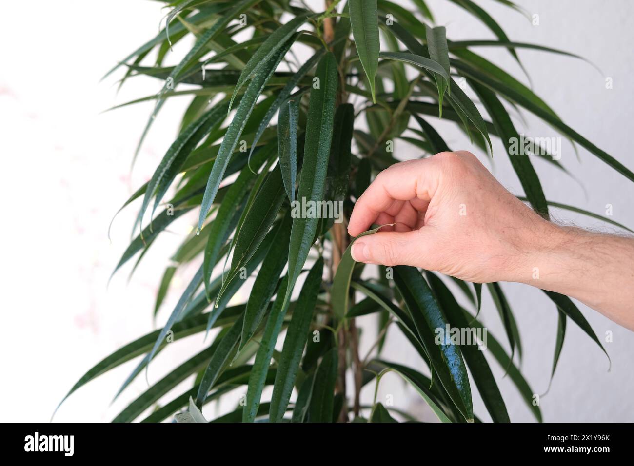 Männliche Hand berührt Ficus Alii, binnendijkii, grüne Blätter in Nahaufnahme auf hellem Hintergrund, Konzept der Pflege von Zimmerpflanzen, Ökologie, Phytosynthese at Stockfoto