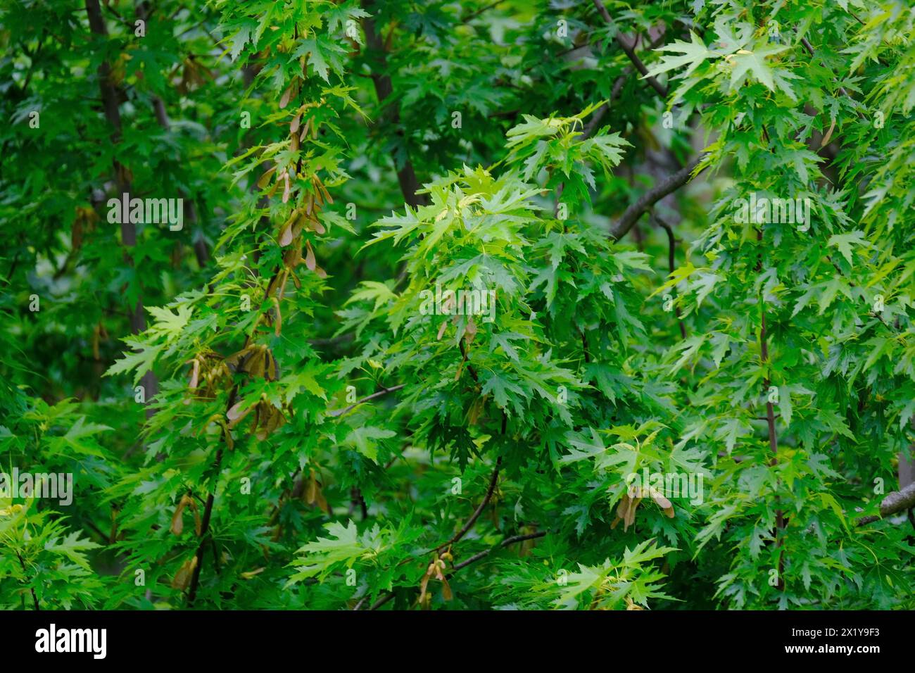 Junge grüne Blätter der Sumpfeiche, Quercus palustris in einem Frühlingsgarten, Sommerpark, der sich vor starkem Wind ausdehnt, Äste im Hinterland Stockfoto