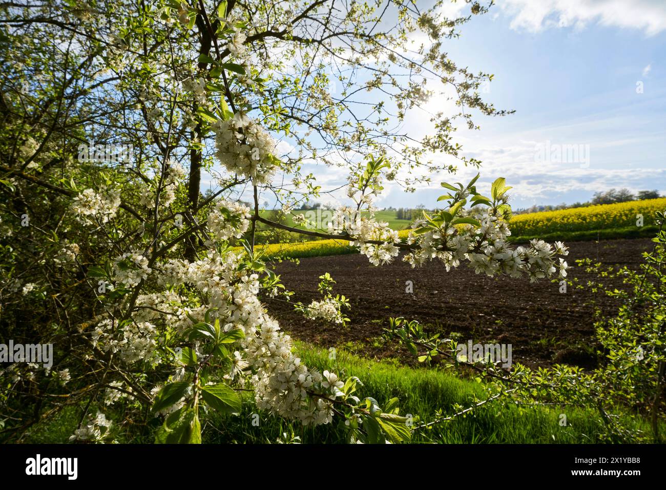 Zwetschgenbaeume bluehen am 18.04.2024 an einem Feldrand bei Bad Sachsa im Suedharz in Niedersachsen, Deutschland Pflaumenbäume blühen am 18. April bei Bad Sachsa, niedersachsen Stockfoto