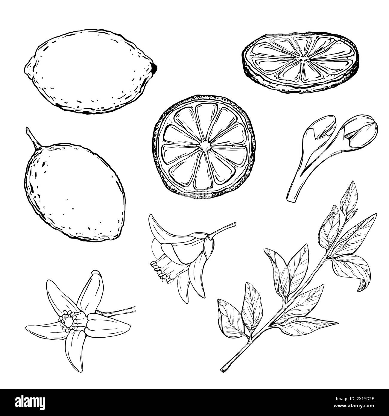 Vektor Set saftige Zitronen mit Blättern auf den Zweigen mit Blumen. Grafische botanische Illustration Zitrusfrucht im Linienstil, Skizze, Tafel Stock Vektor