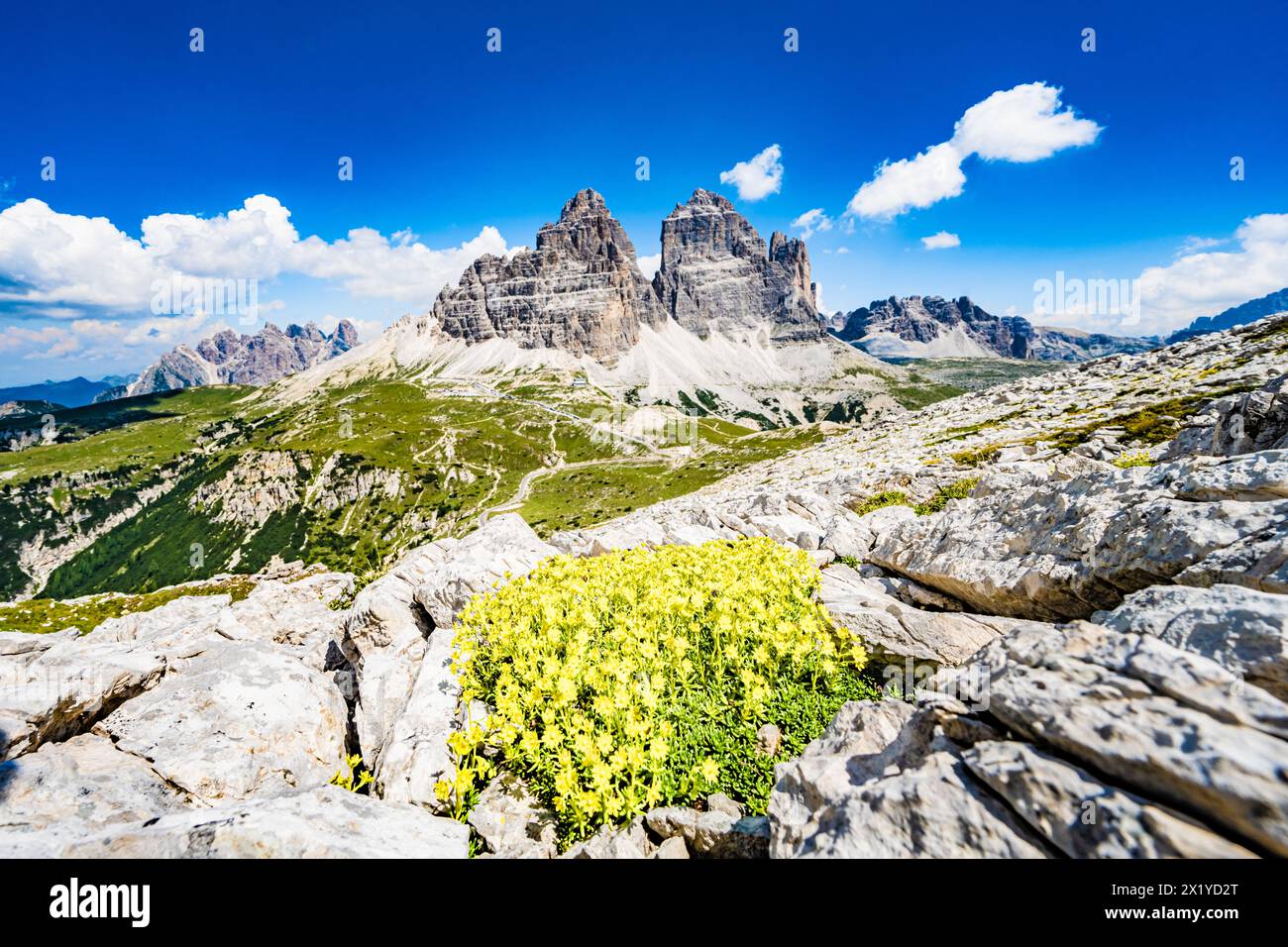 Beschreibung: Epischer Blick vom blumigen Berg auf drei Zinnen am Morgen. Tre Cime, Dolomiten, Südtirol, Italien, Europa. Stockfoto