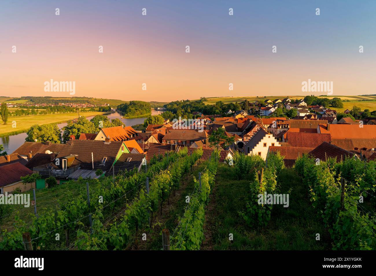 Weinstadt Wipfeld am Main, Landkreis Schweinfurt, Unterfranken, Franken, Bayern, Deutschland Stockfoto