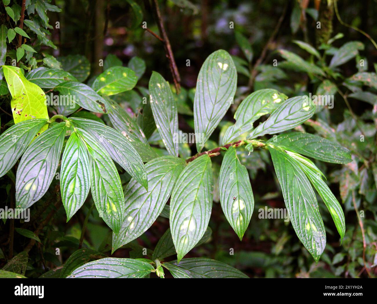 Columnea consanguinea, Gesneriaceae. Arenal, Costa Rica, Mittelamerika. Stockfoto