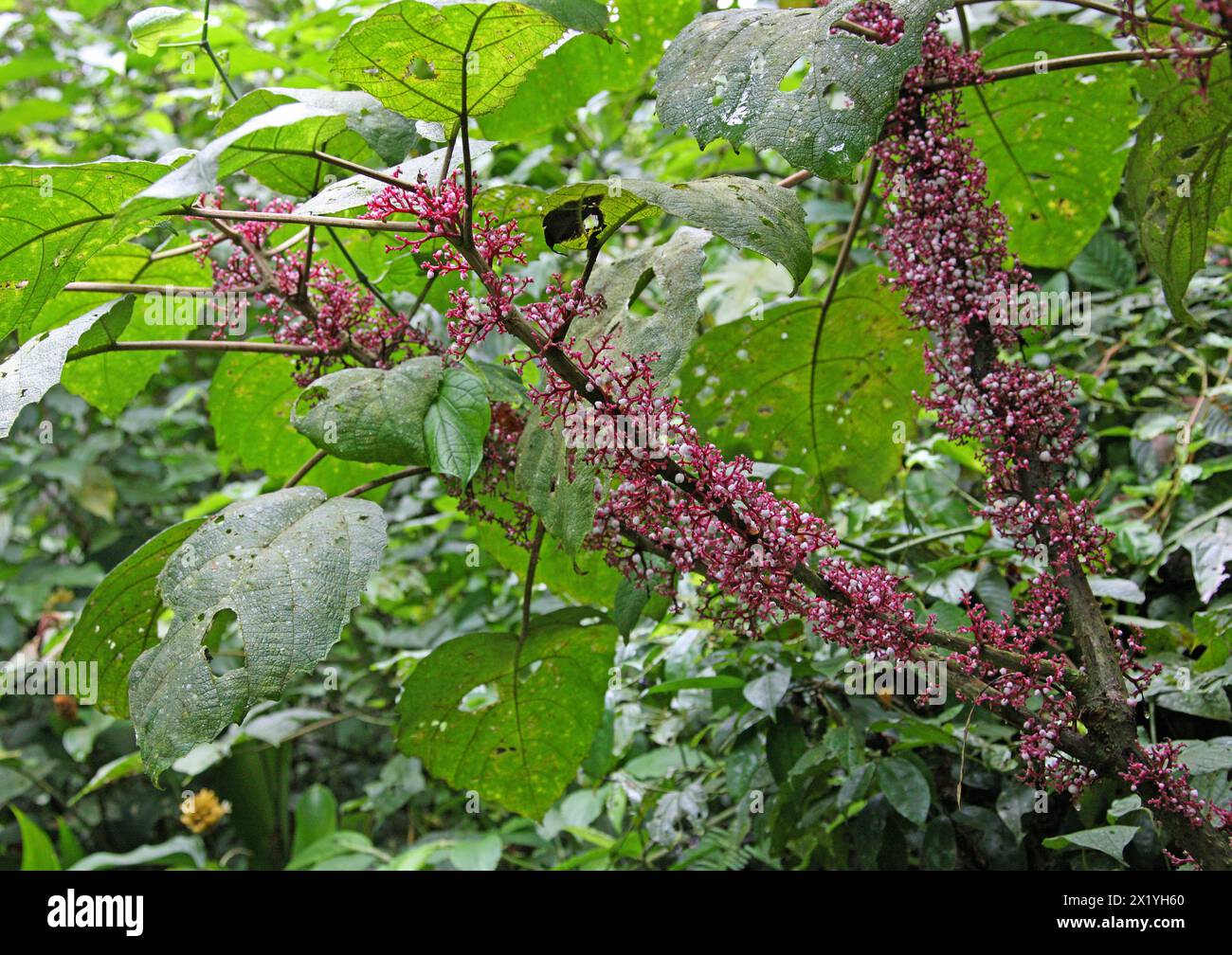 Scratchbush, Urera baccifera, Urticaceae. Vulkan Arenal Nationalpark, Costa Rica. Ungewöhnlicher Baum mit weißen Beeren, die gerade aus Zweigen wachsen. Stockfoto