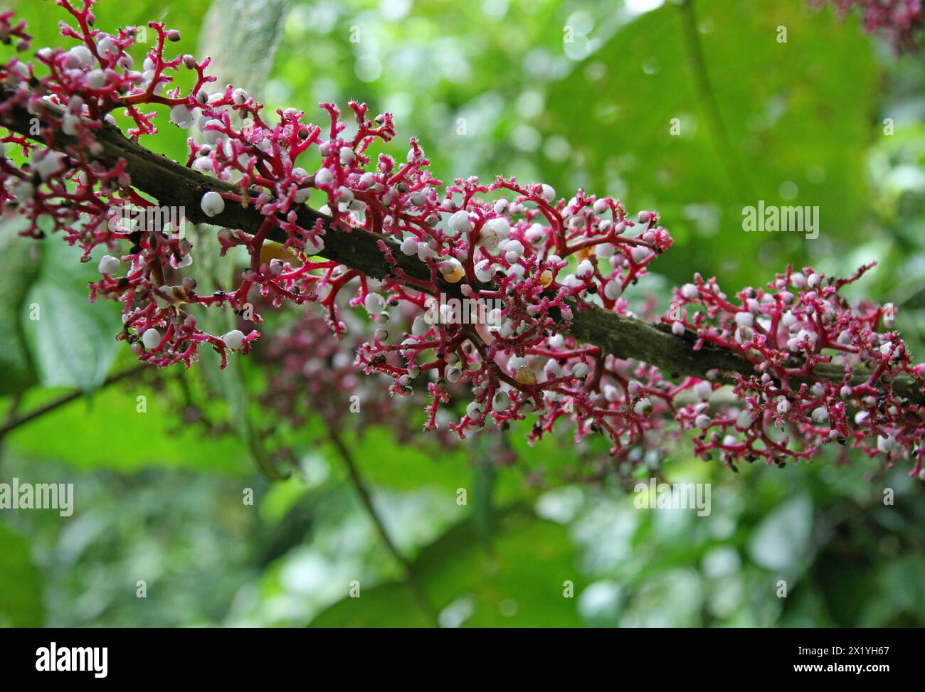 Scratchbush, Urera baccifera, Urticaceae. Vulkan Arenal Nationalpark, Costa Rica. Ungewöhnlicher Baum mit weißen Beeren, die gerade aus Zweigen wachsen. Stockfoto