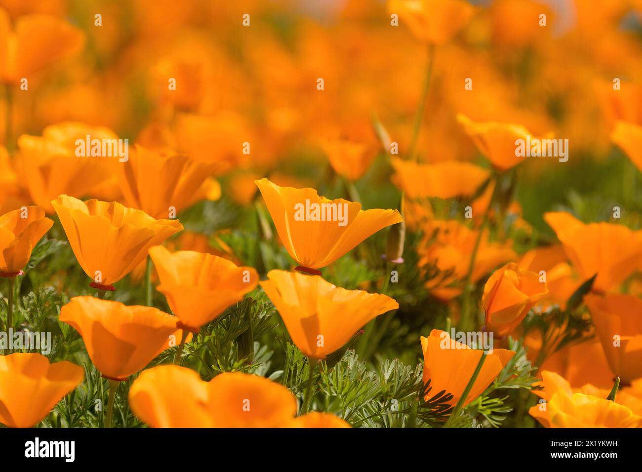 Im Frühling blühen kalifornische Mohnblumen. Stockfoto