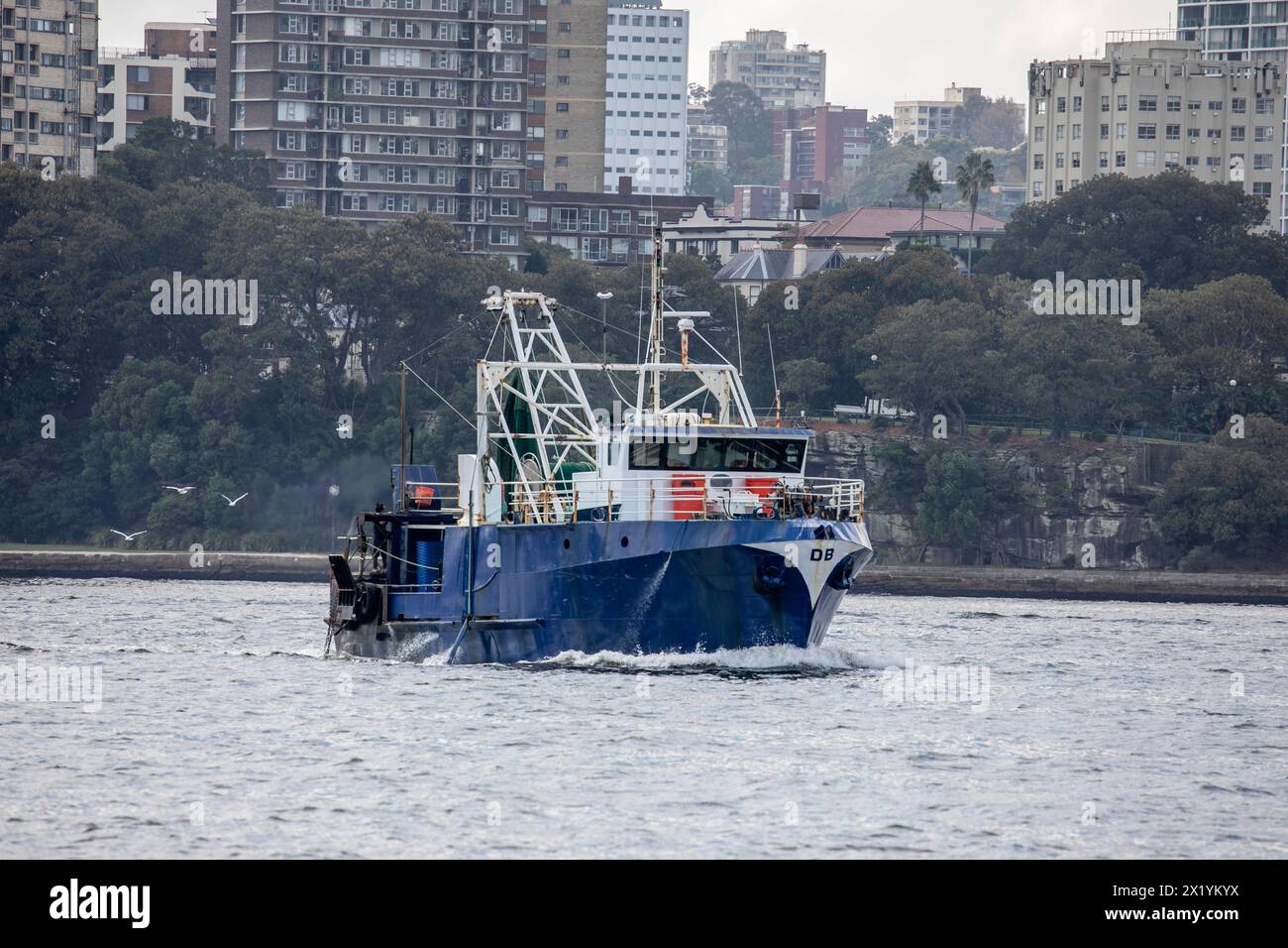 Australisches Fischtrawler-Boot fährt in den Hafen von Sydney, Sydney, NSW, Australien Stockfoto