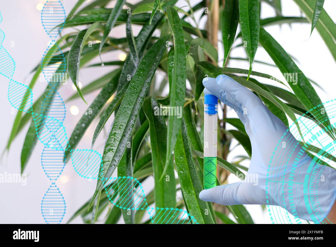 Männliche Wissenschaftlerin Hand untersucht Ficus Alii, binnendijkii, grüne Blätter Nahaufnahme auf hellem Hintergrund, Forschung, Konzept der Pflege von Zimmerpflanzen, ecolo Stockfoto
