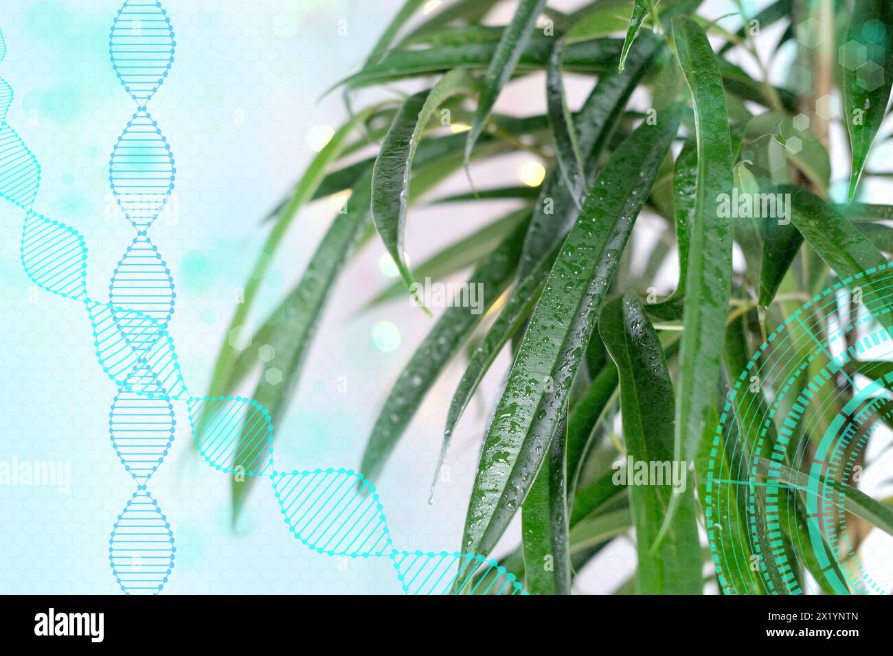 Ficus Alii, binnendijkii, grüne Blätter in Nahaufnahme auf hellem Hintergrund, lange Blattplatten nach oben gerichtet, Konzept der Pflege von Zimmerpflanzen, Ökologie, S. Stockfoto