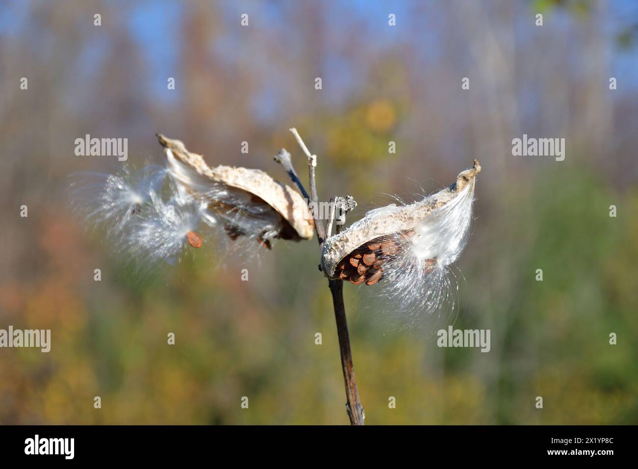 Getrocknete gewöhnliche Milchkräuterschoten. Samen im Wind. Stockfoto