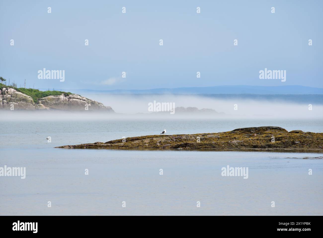 Nebeliger Morgen am Ile aux Lievres St-Lawrence River. Kleine Insel umgeben von niedrigen Wolken. Stockfoto