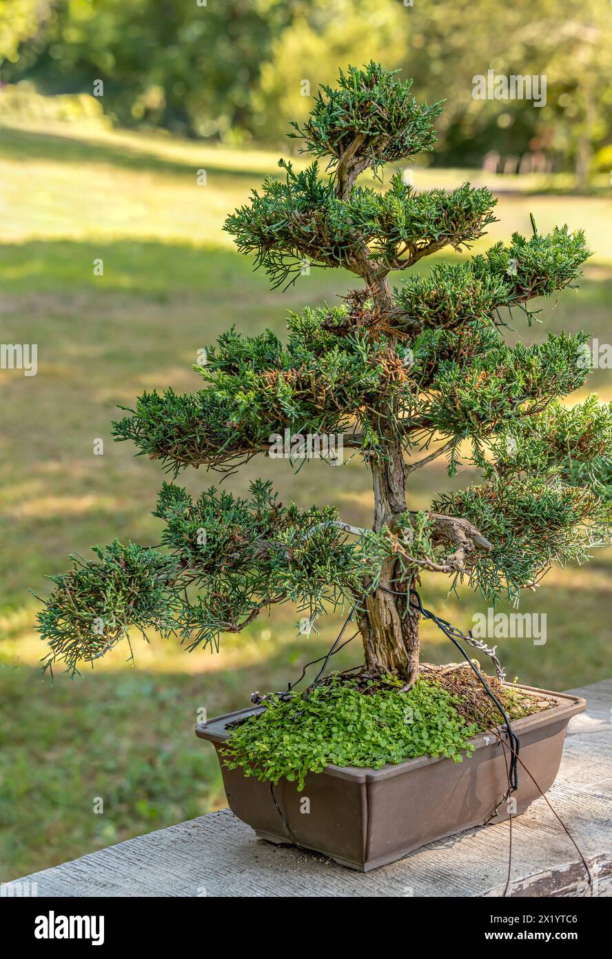 Nahaufnahme eines Chinesischen wacholderbonsai (Juniperus chinensis) im Garten des Landschlosses Zuschendorf, Sachsen Stockfoto