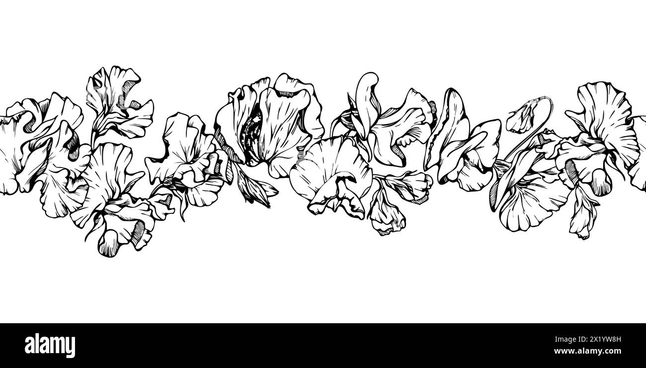 Hand gezeichnete Vektor-grafische Tinte Illustration botanische Blumen Blätter. Süße, immerwährende Erbse, Wicke Bindweed-Hülsenfrüchte. Nahtloses Banner isoliert auf weiß Stock Vektor