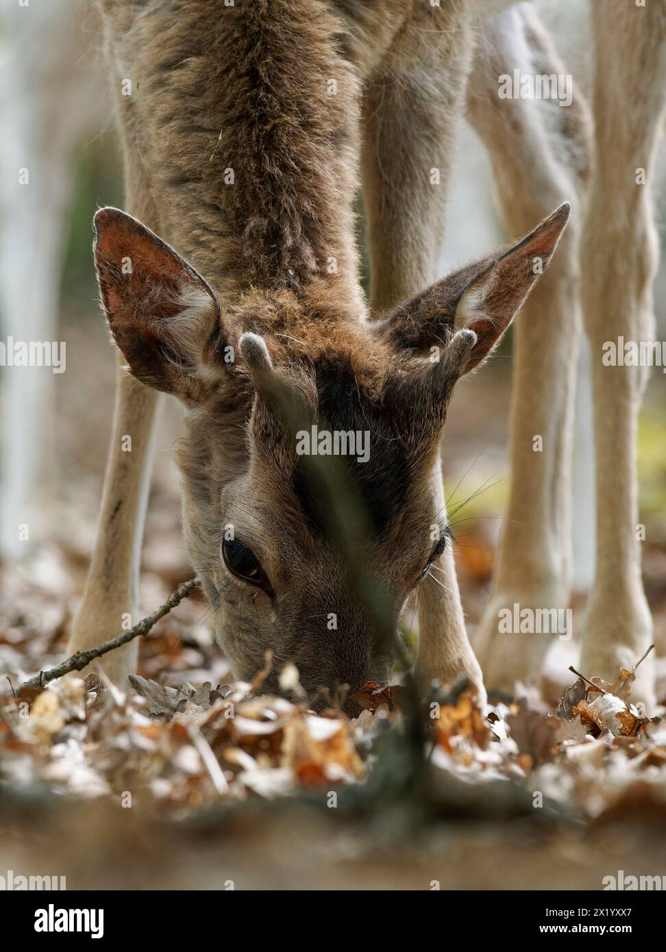 Damhirsch, Damhirsch, Dama Dama Stockfoto