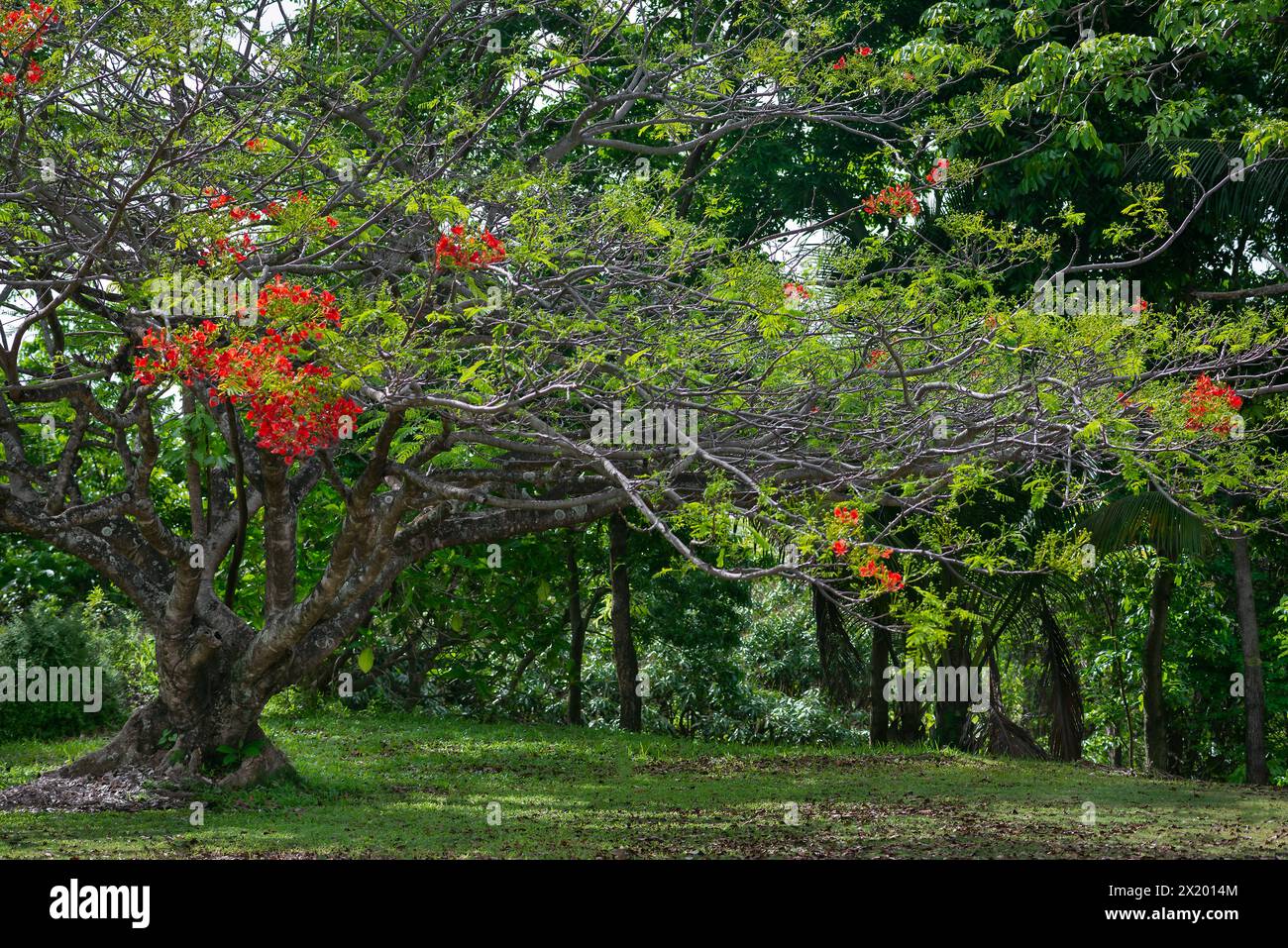 Königliche poinciana Baum im tropischen Garten rote Blüten blühen exotisch schöne Trinidad und Tobago Stockfoto