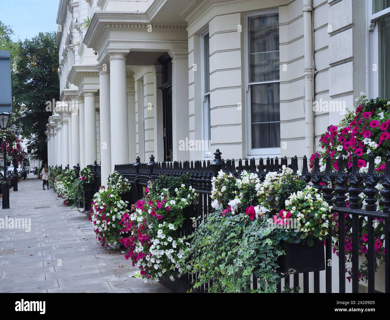 London, eine Reihe eleganter Stadthäuser in Kensington oder Belgravia Stockfoto