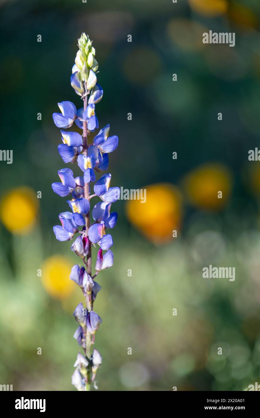 Frühlingswildblumen in der sonora-Wüste Stockfoto