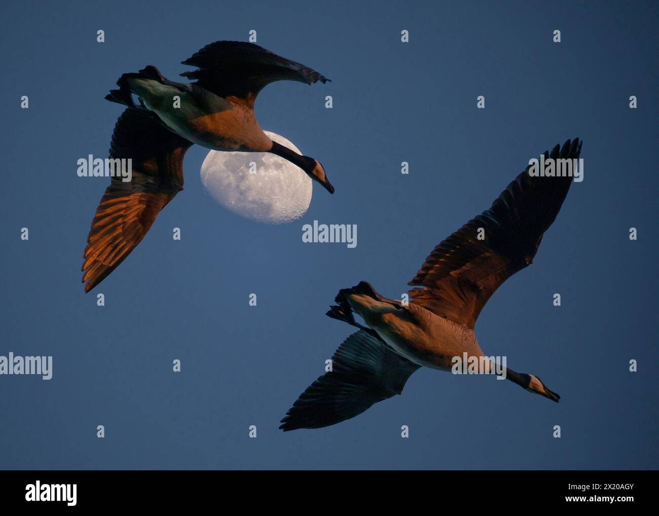 Zwei Kanadiengänse fliegen in der goldenen Stunde des Sonnenuntergangs an einem wachsenden Halbmond vorbei. Stockfoto