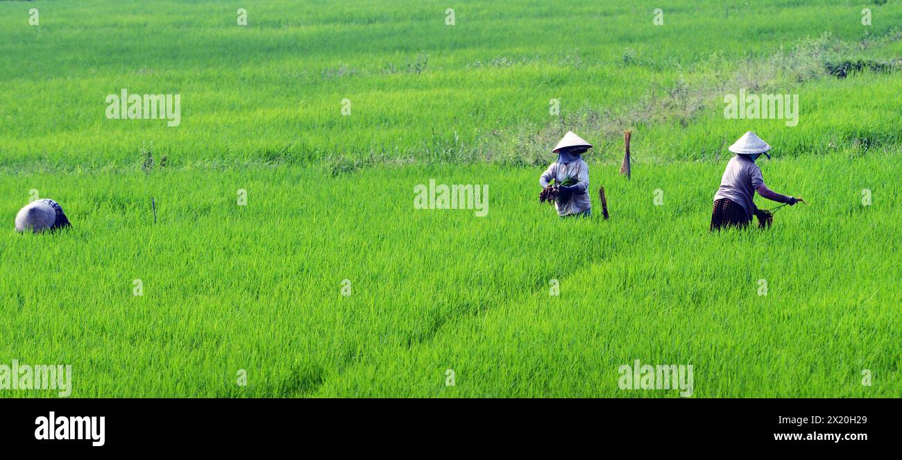 Vietnamesische Bauern arbeiten auf den Reisfeldern in der Nähe von Hội an, Vietnam. Stockfoto