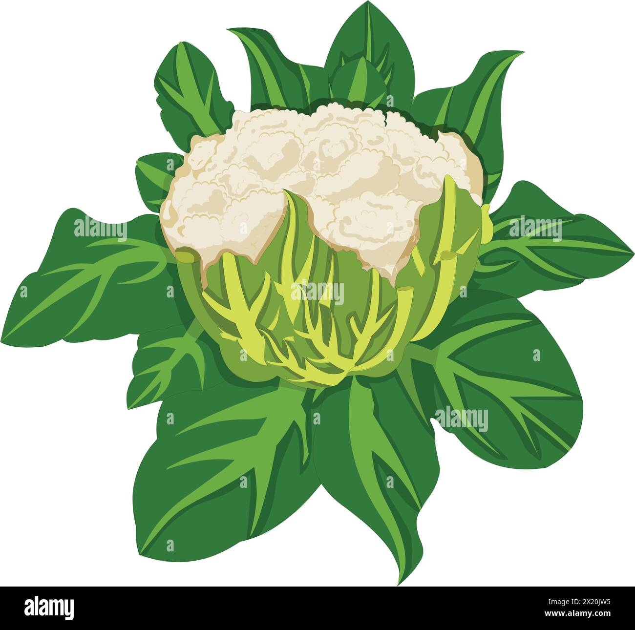 Blumenkohl-Vektor-Illustration Stock Vektor