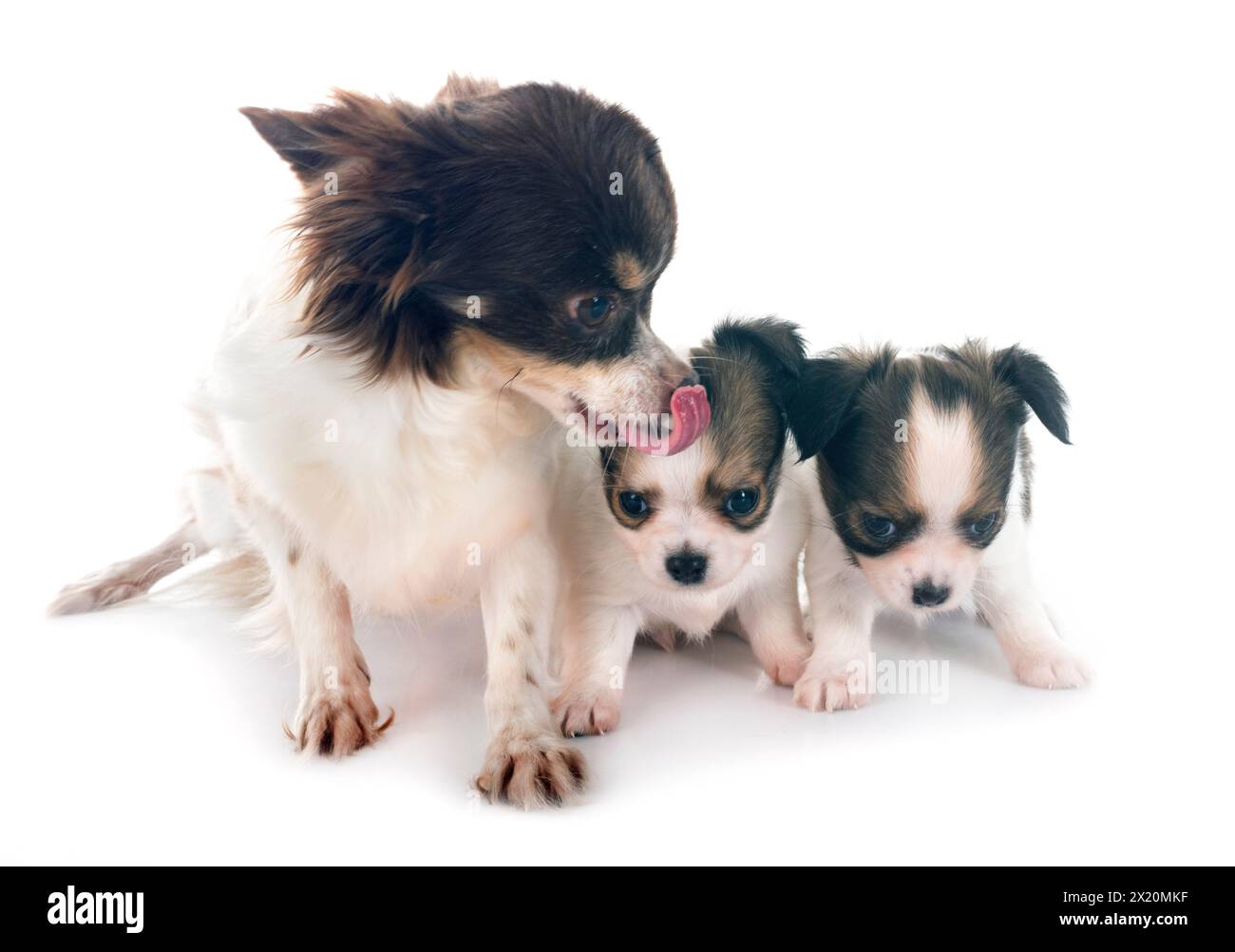 Wenig chihuahuas vor weißem Hintergrund Stockfoto