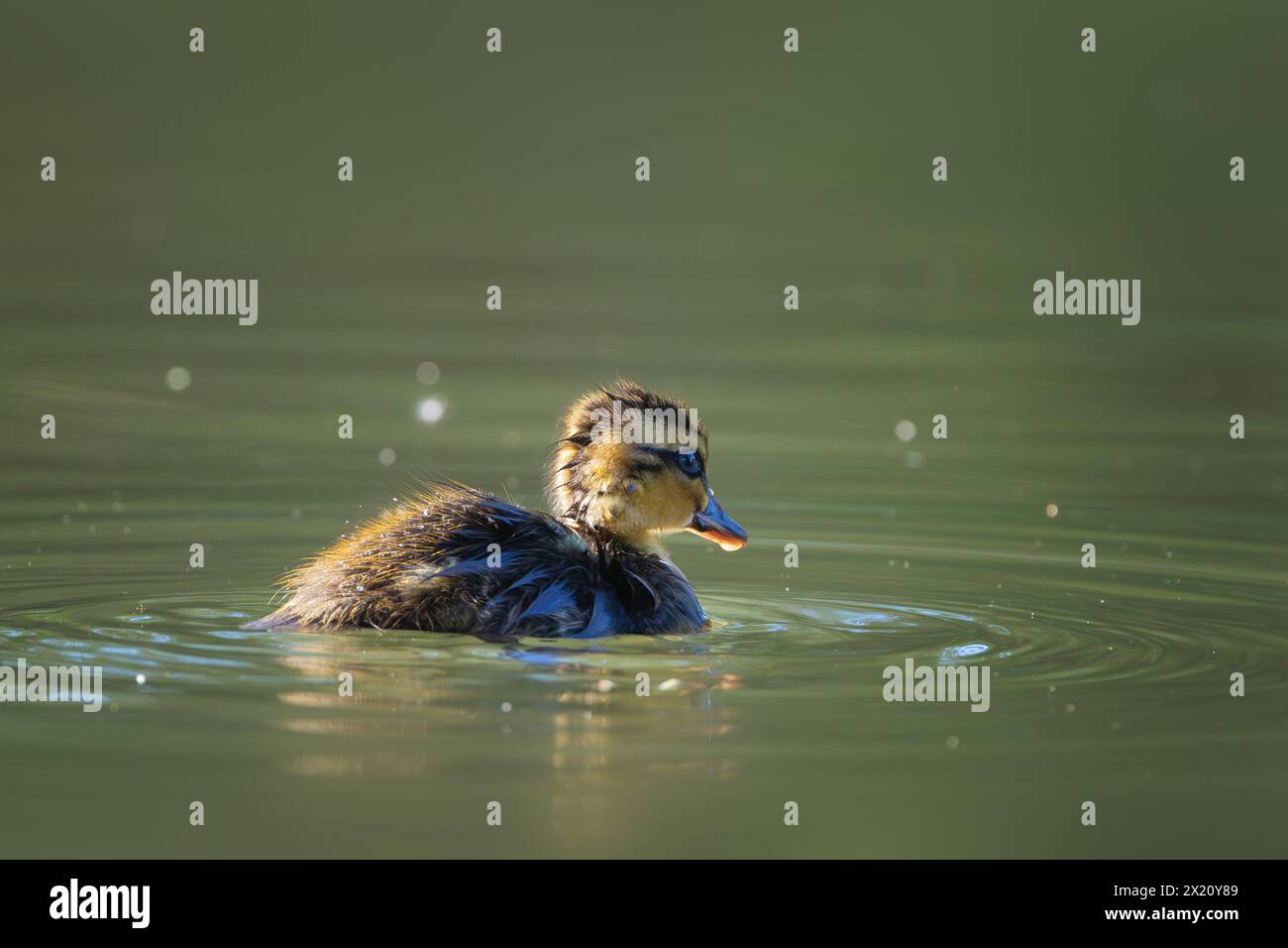 Mallade Entlein allein auf Teich (Anas platyrhynchos) Stockfoto