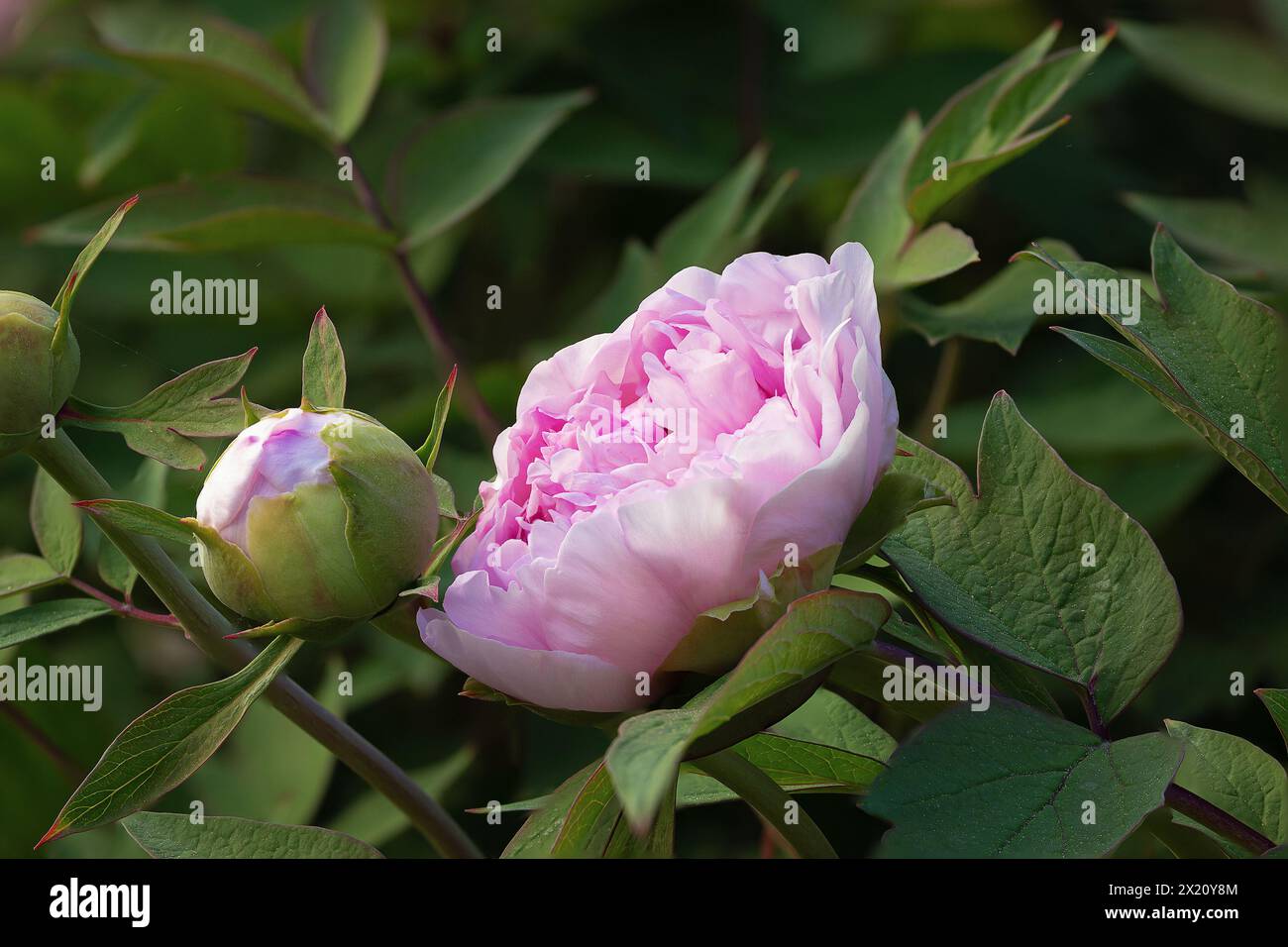 Nahaufnahme der rosa Pfingstrose im Garten, Fokusstapel aus mehreren Bildern Stockfoto