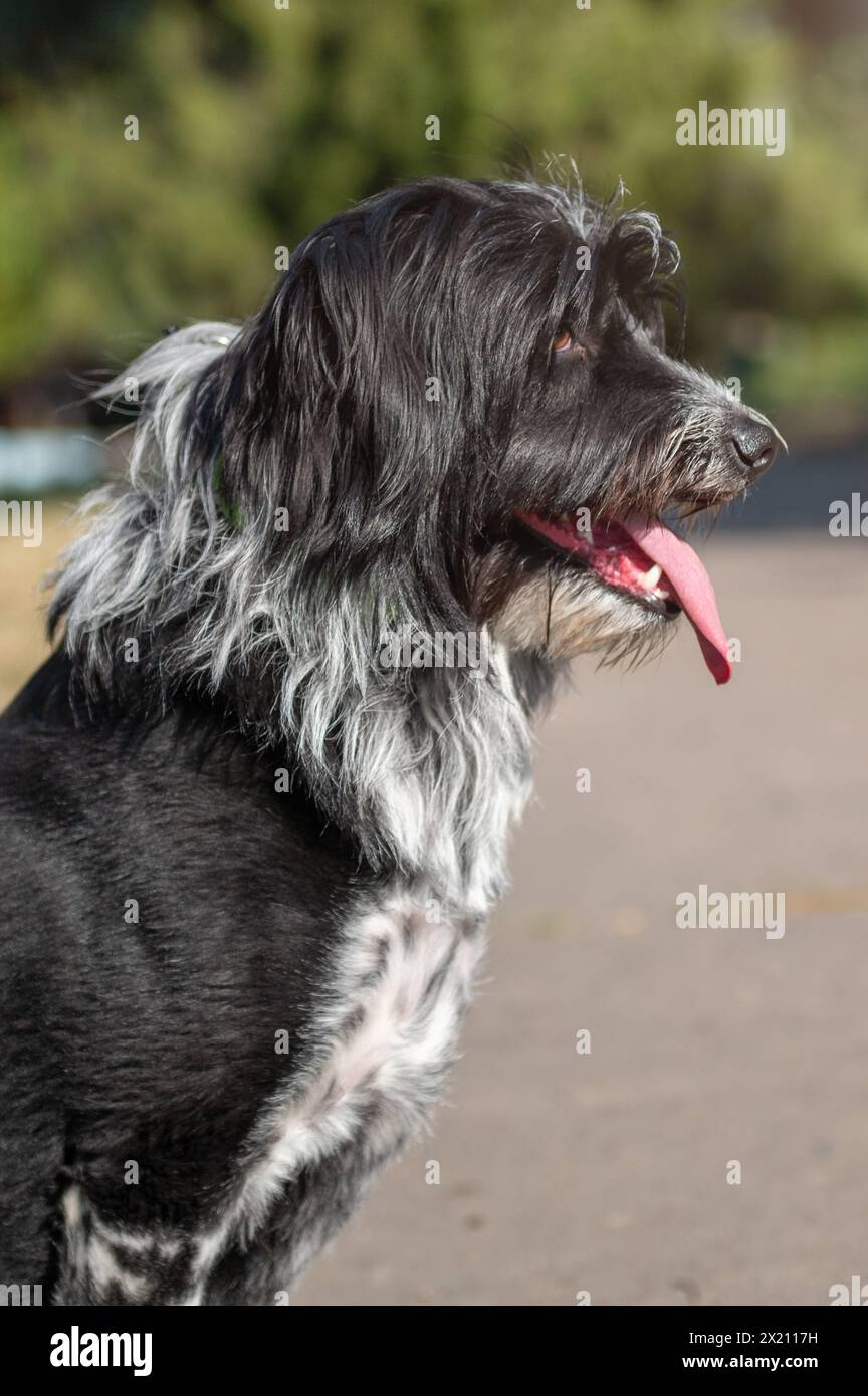 Porträt eines zotteligen Hundes im Park. Ein haariger schwarzer Hund Stockfoto